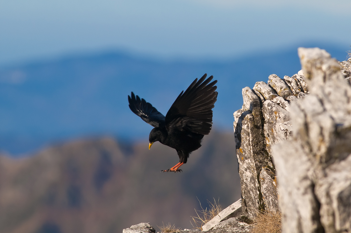 corrente ascenzionale