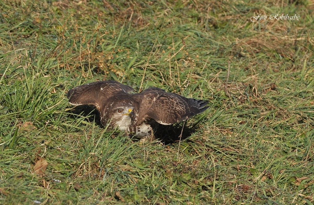 Poiana....a terra....