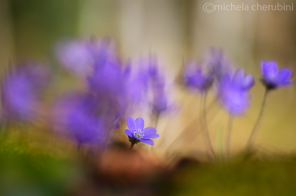 anemone hepatica