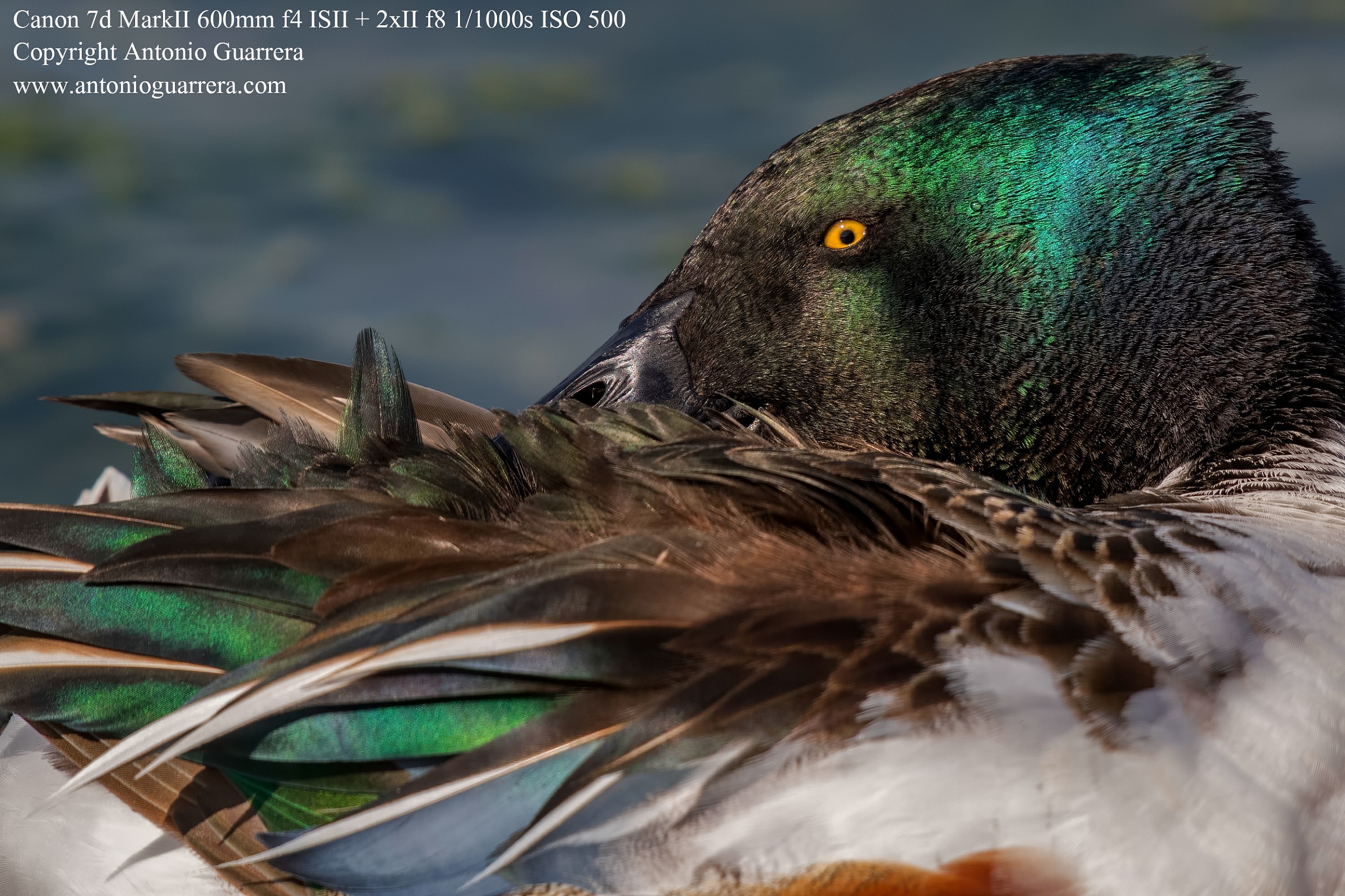 Ritrattissimo! (Shoveler)