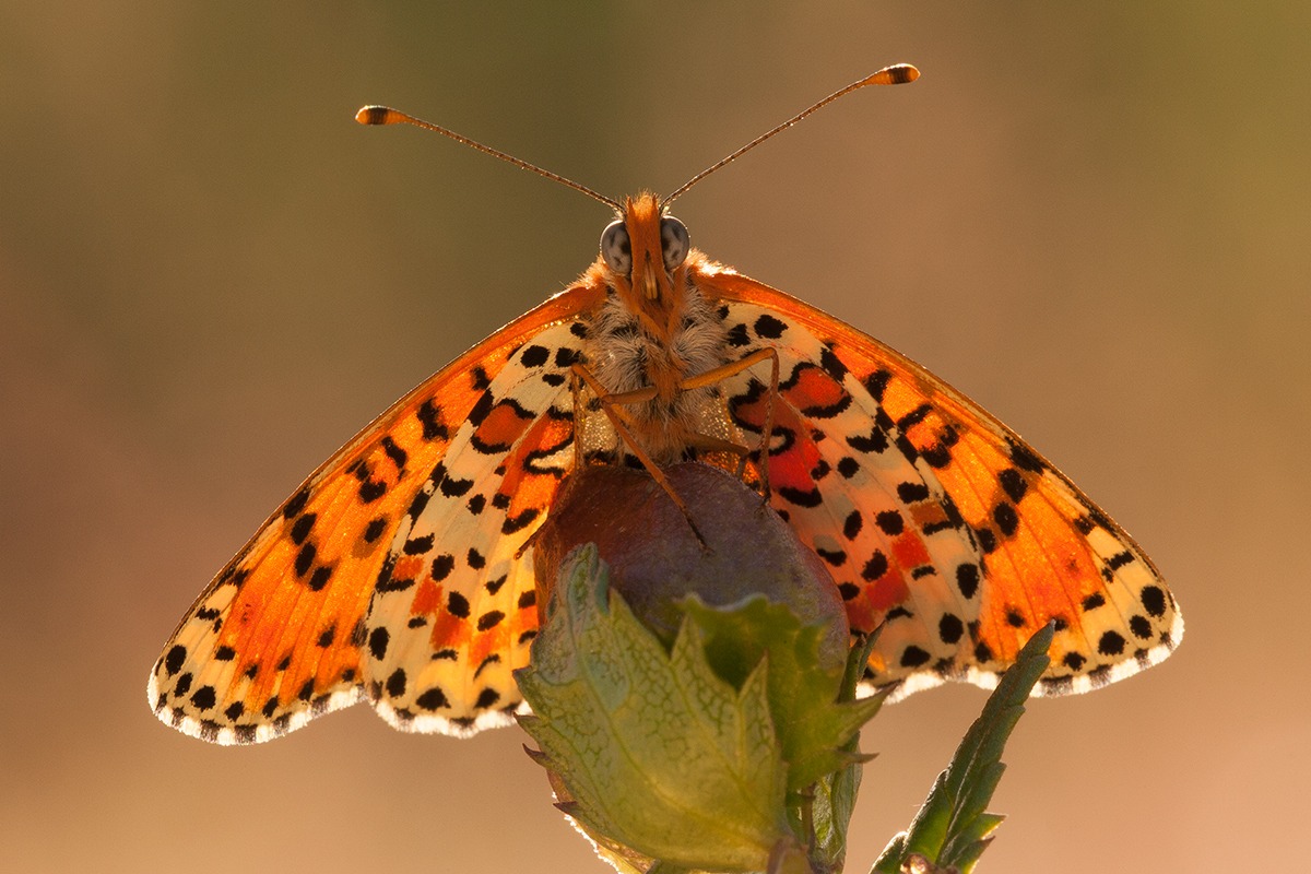 Melitaea didyma
