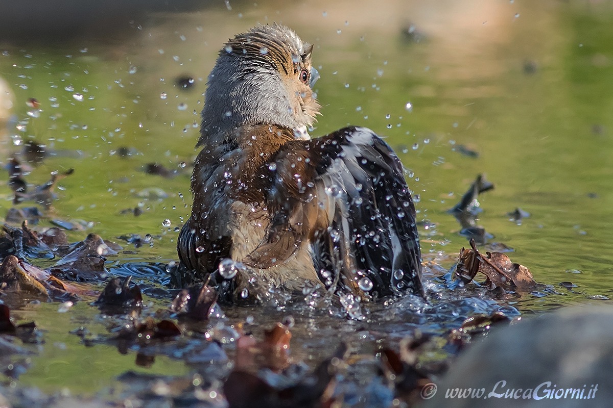 Hawfinch at bathtime