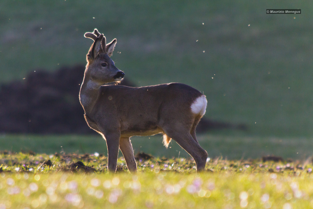 Capriolo in controluce 1