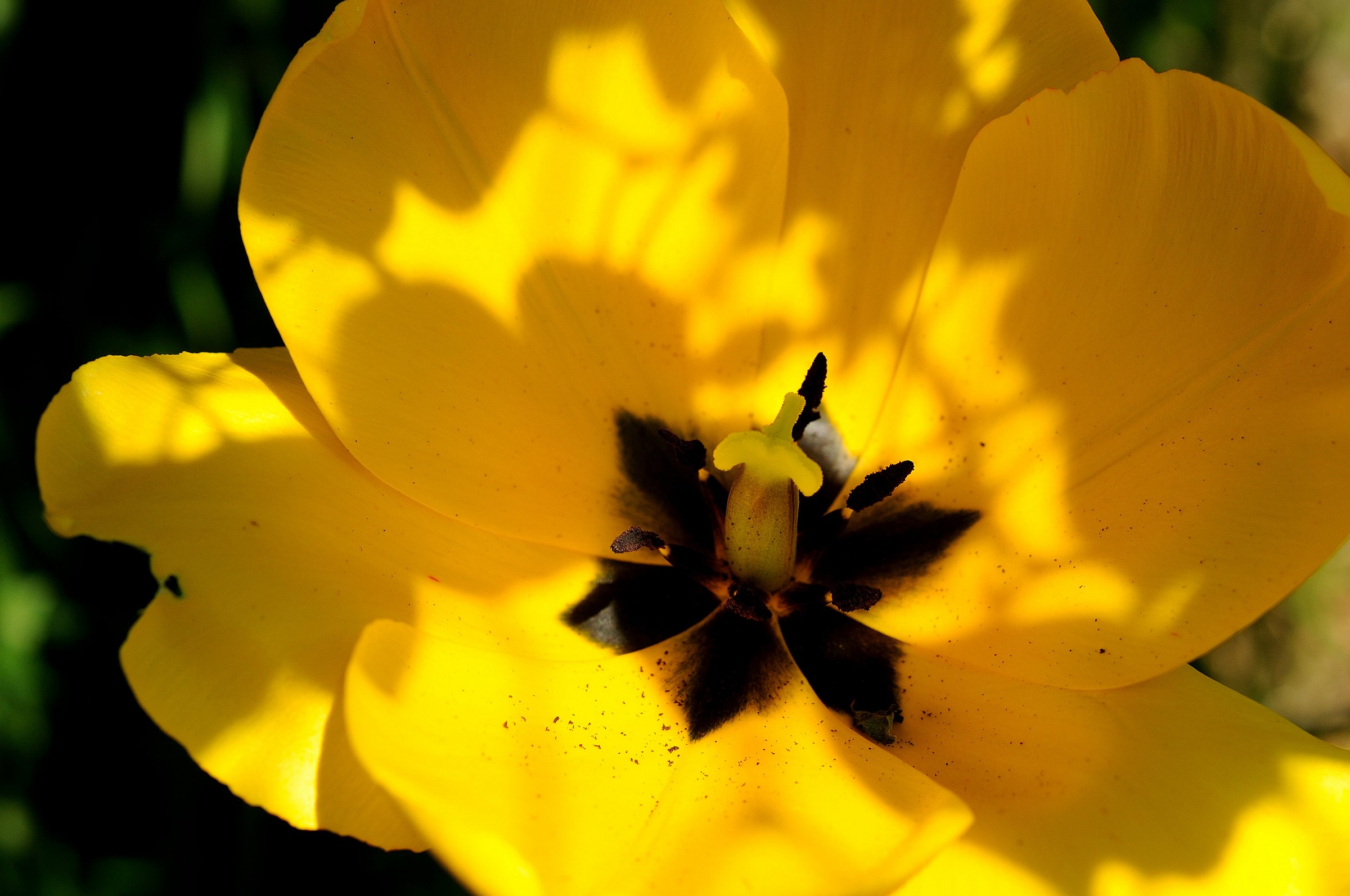 Farfalla su Tulipano