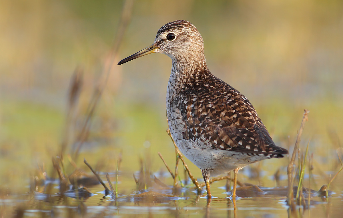 sandpiper boschereccio