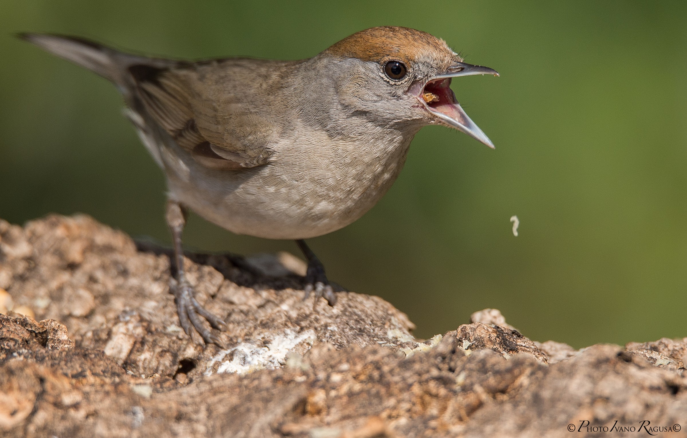 Female Blackcap