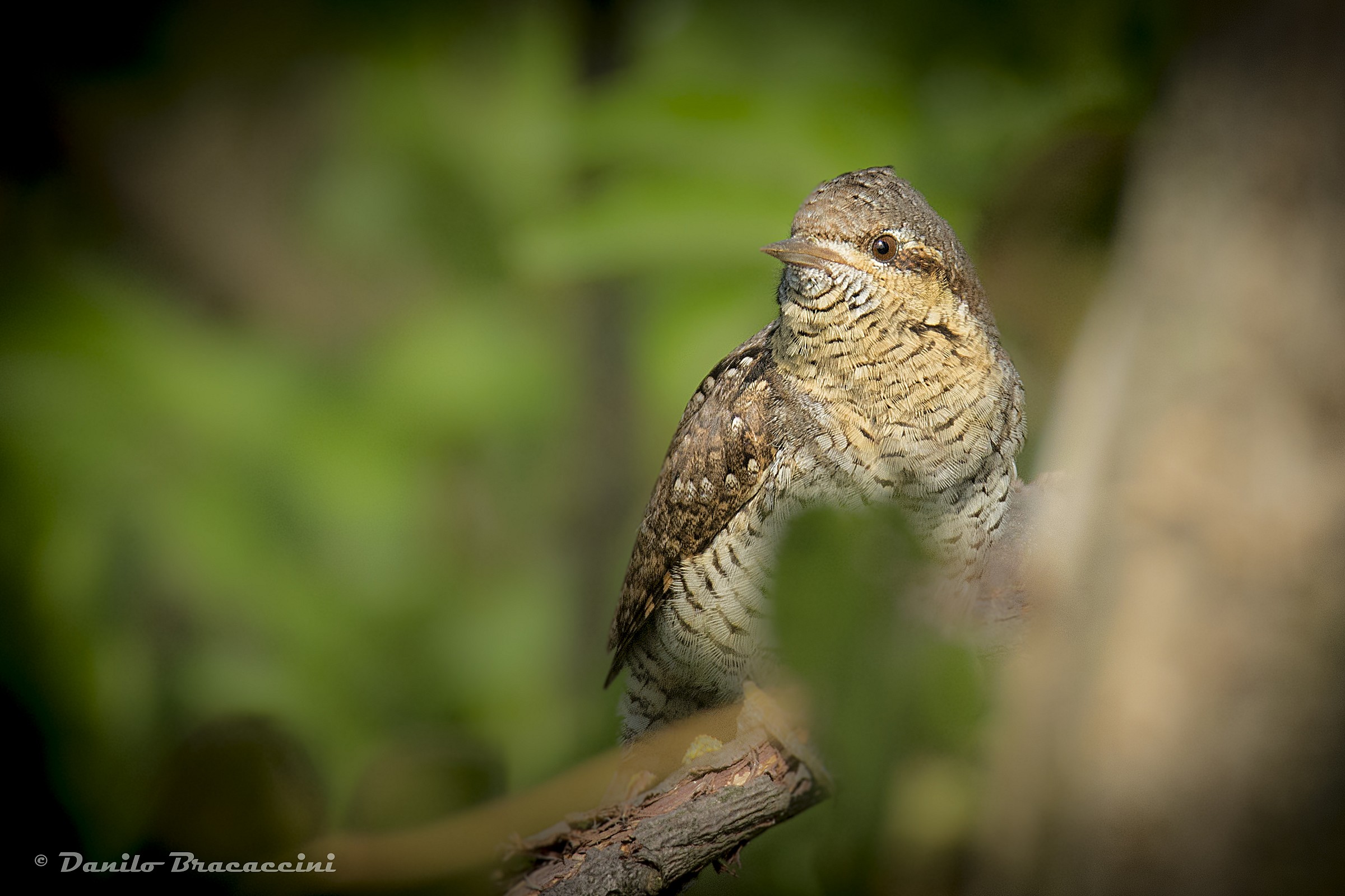 ....tra il fogliame.....