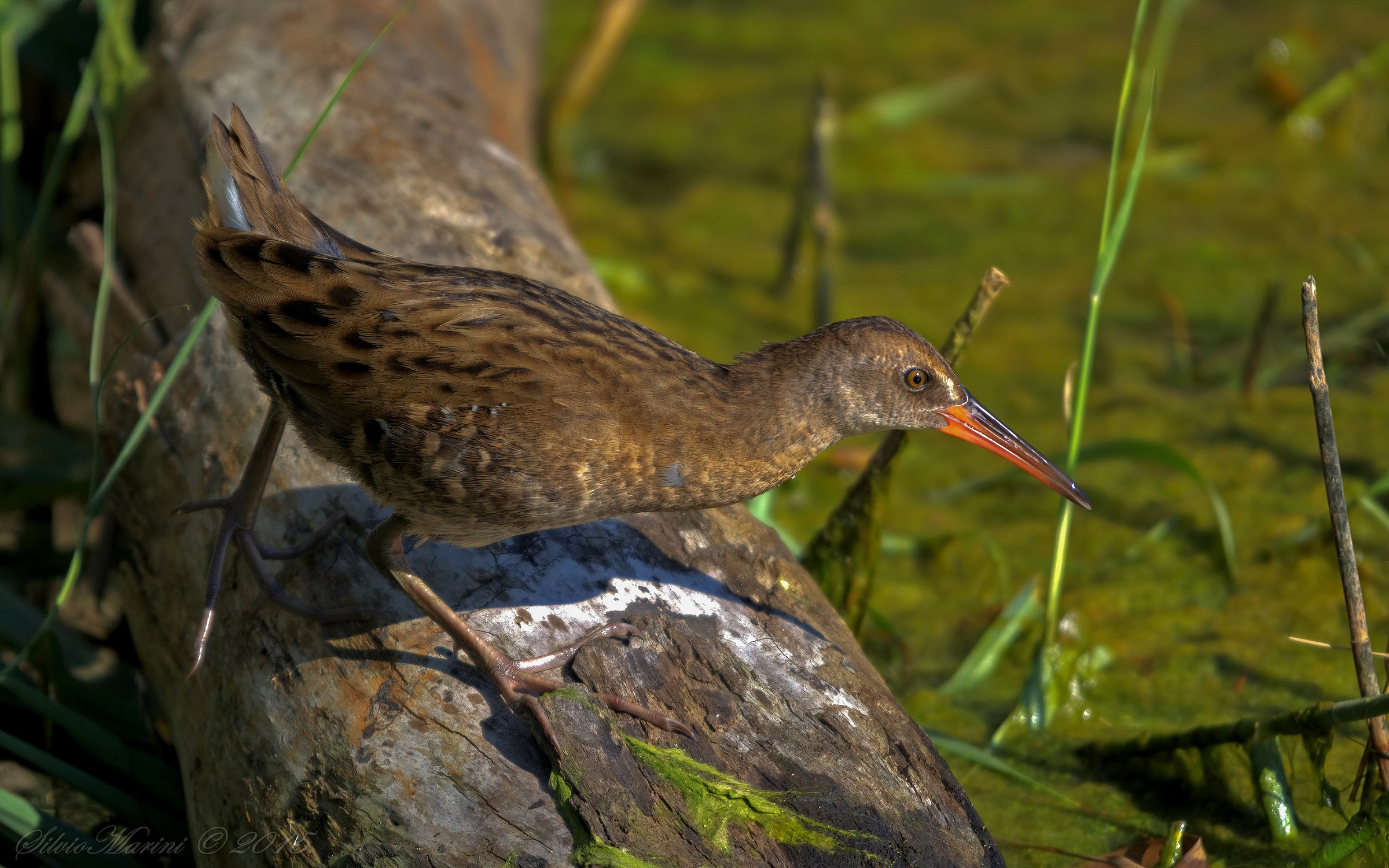 Porciglione (Rallus acquaticus) giovanile