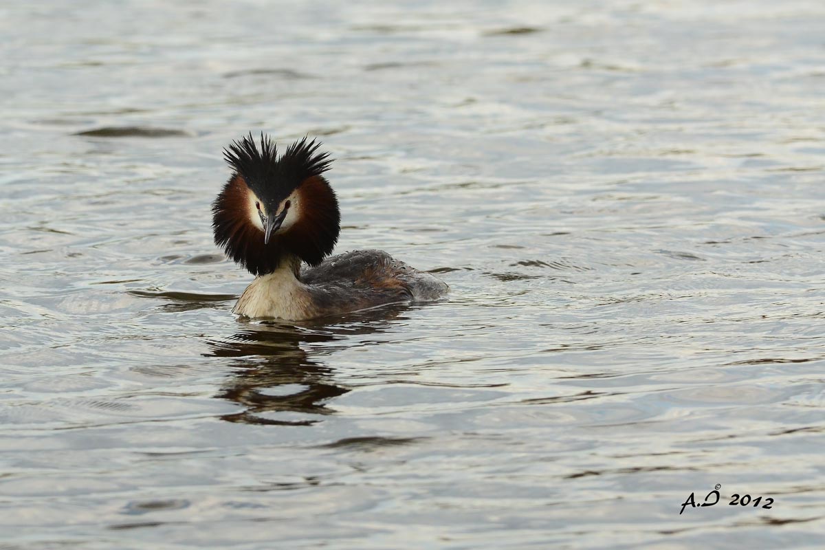 Grebe 5