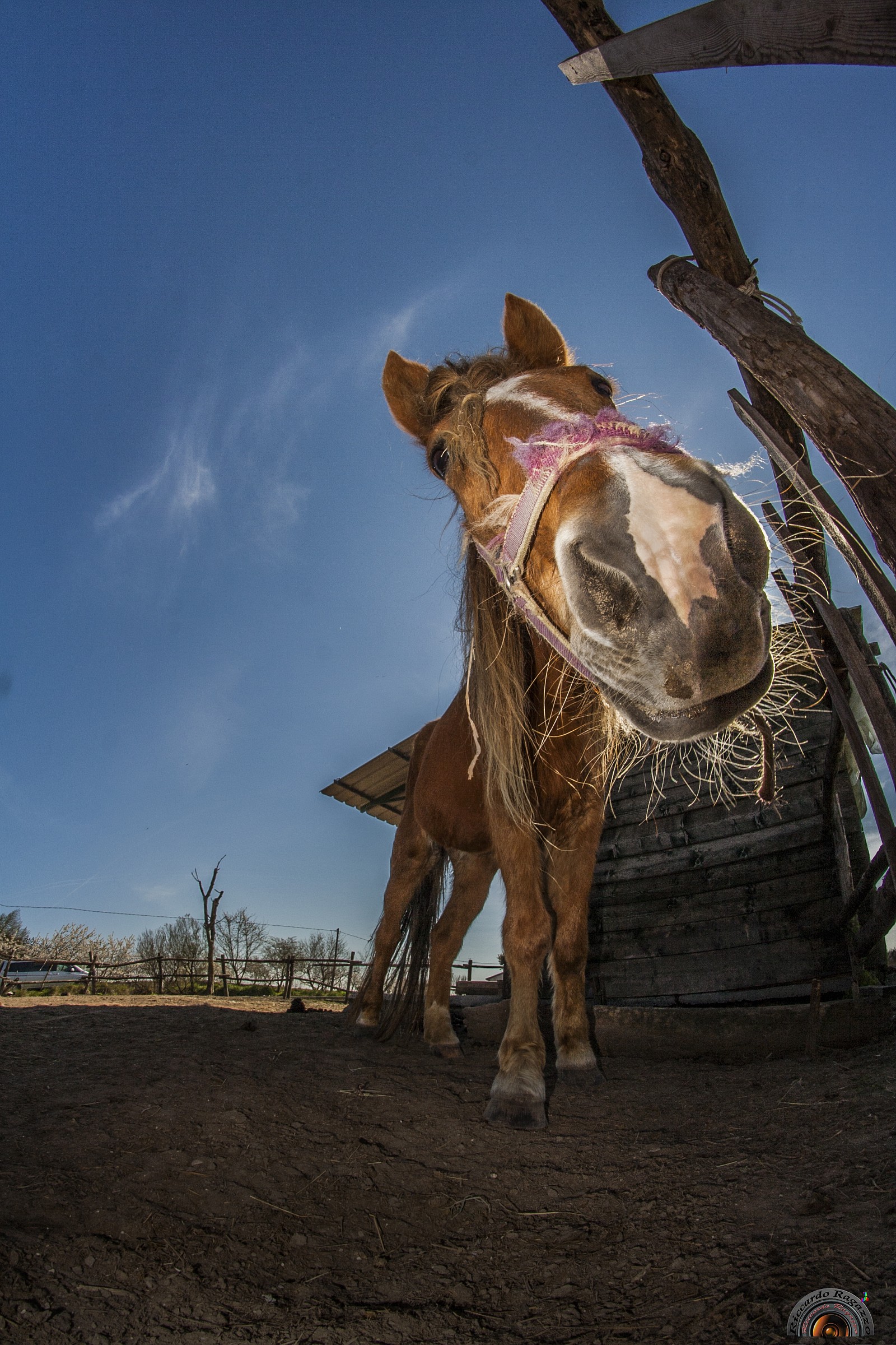 what happens? ... from that long face, pulled up!