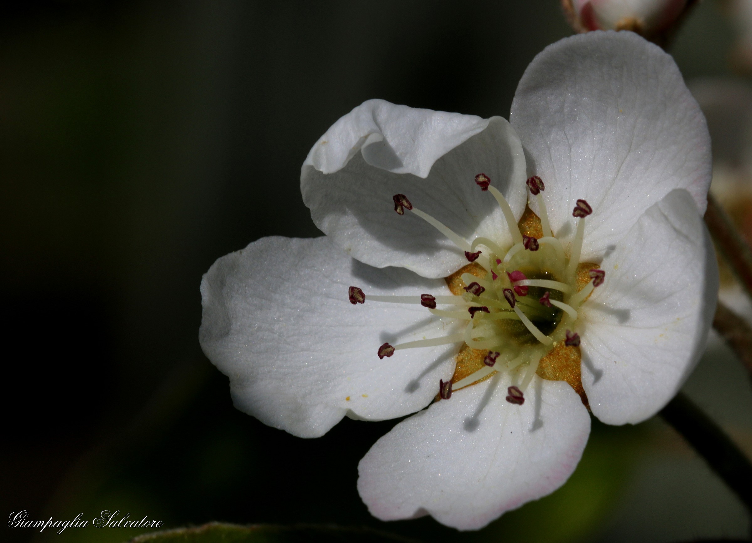 pear blossom