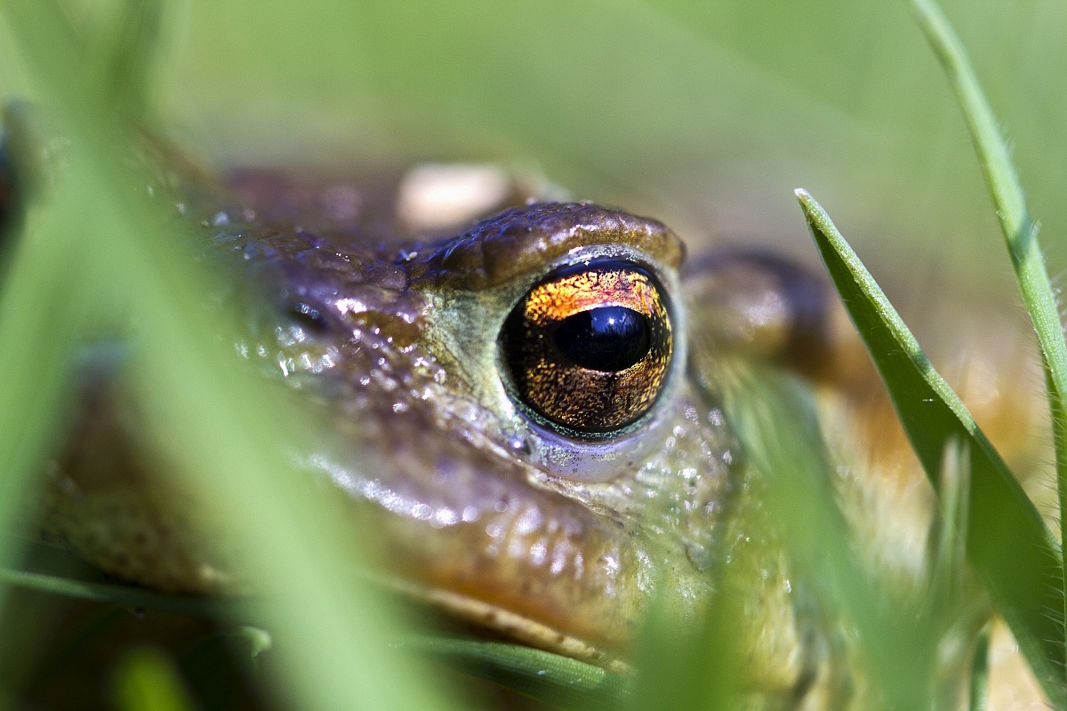 Rospo comune - Bufo bufo