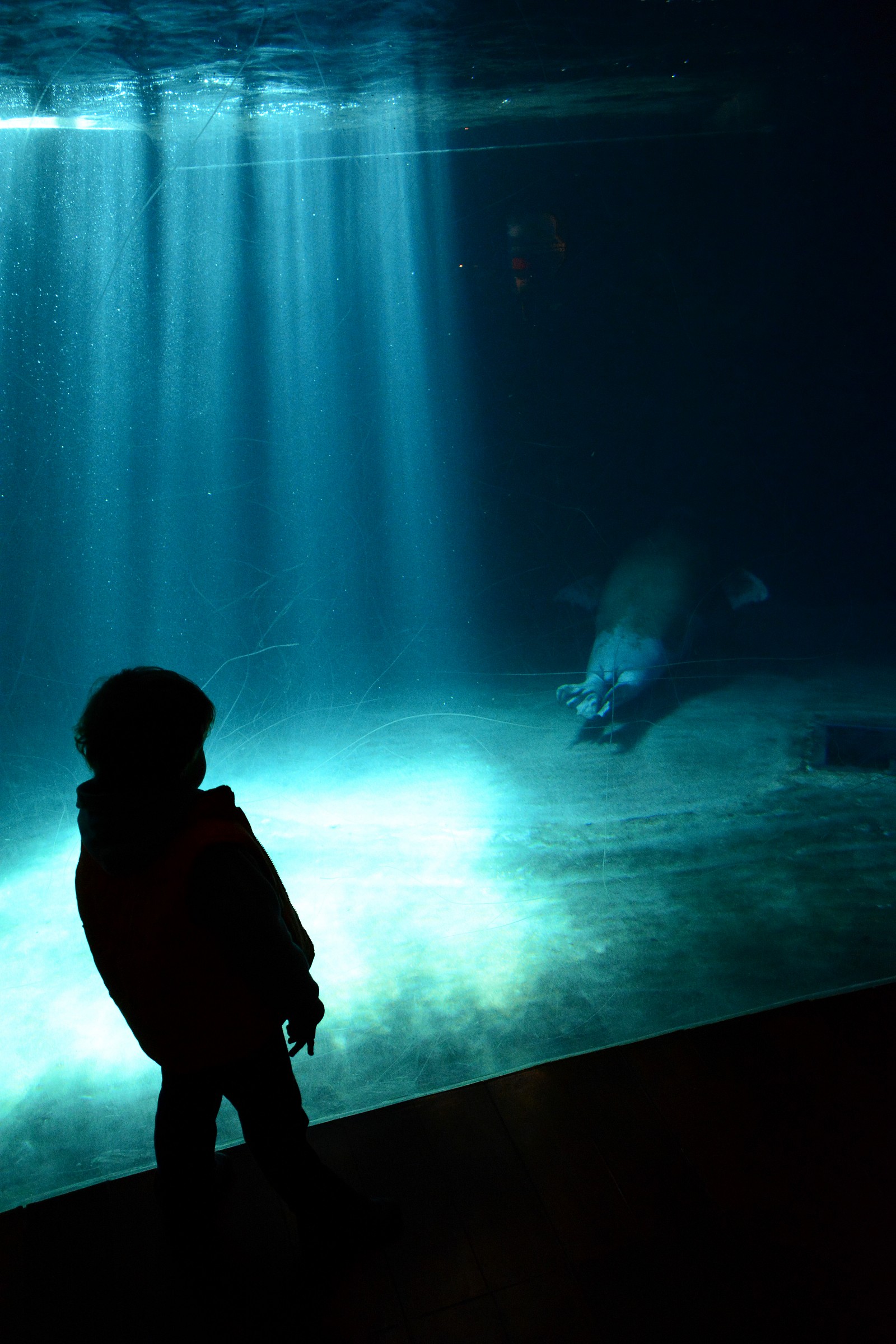 The Child And The Walrus