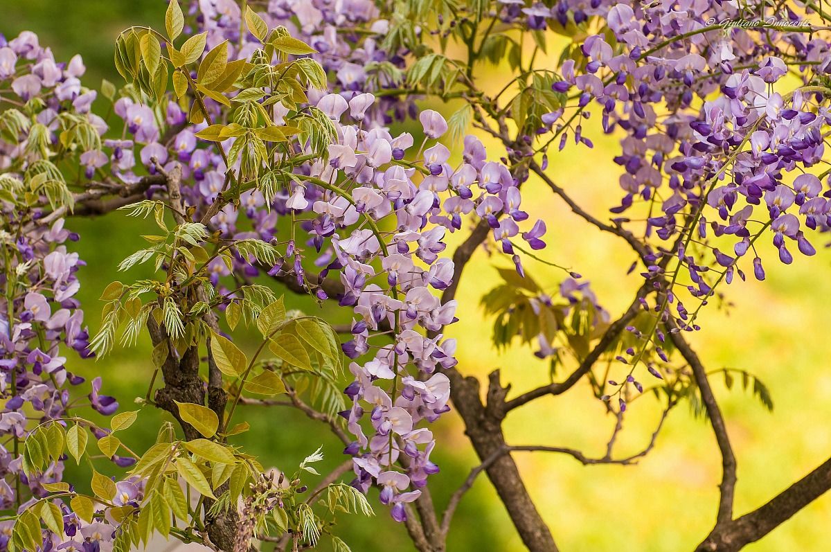 profumo di primavera