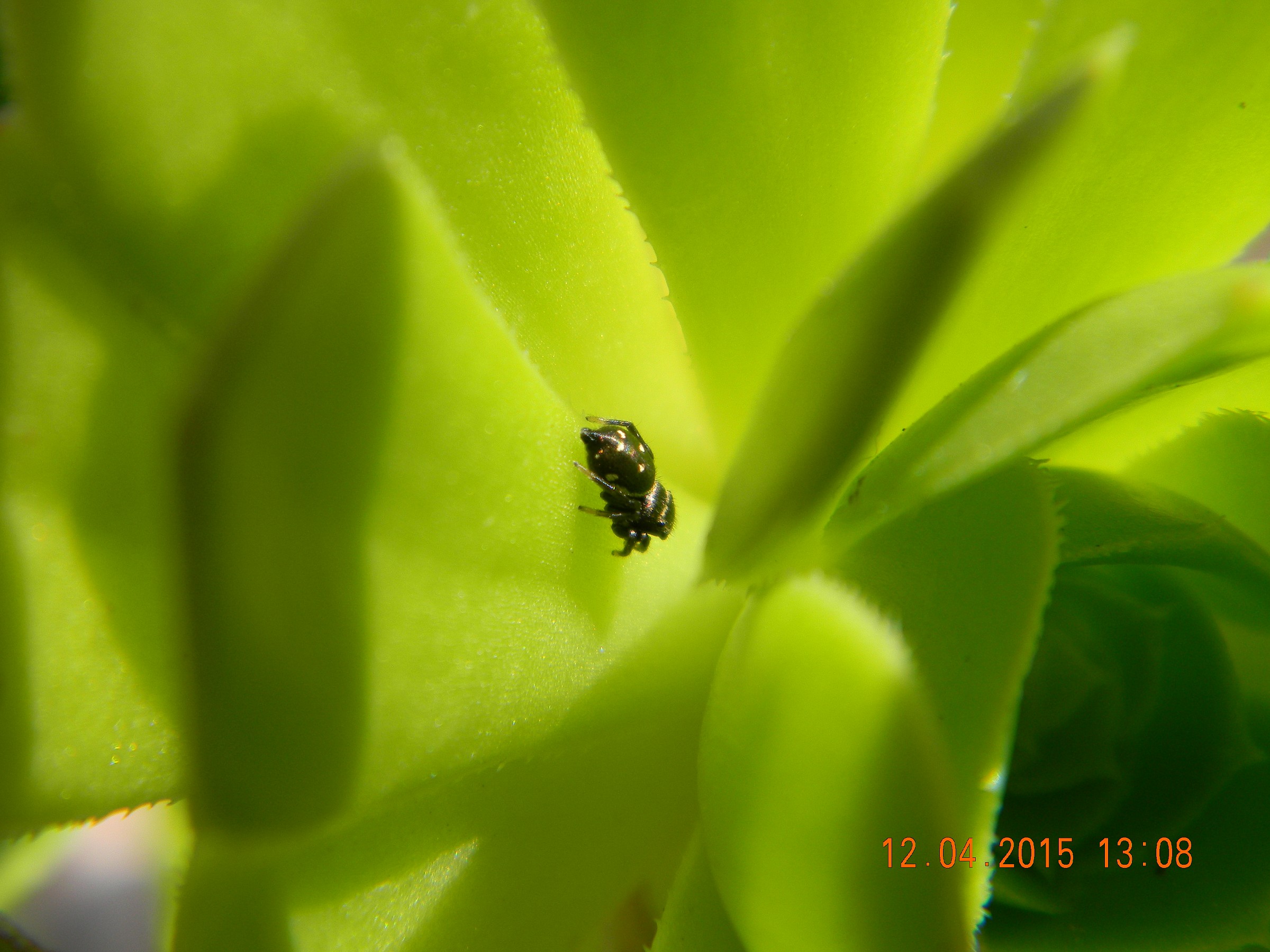 a black dot in the immense green