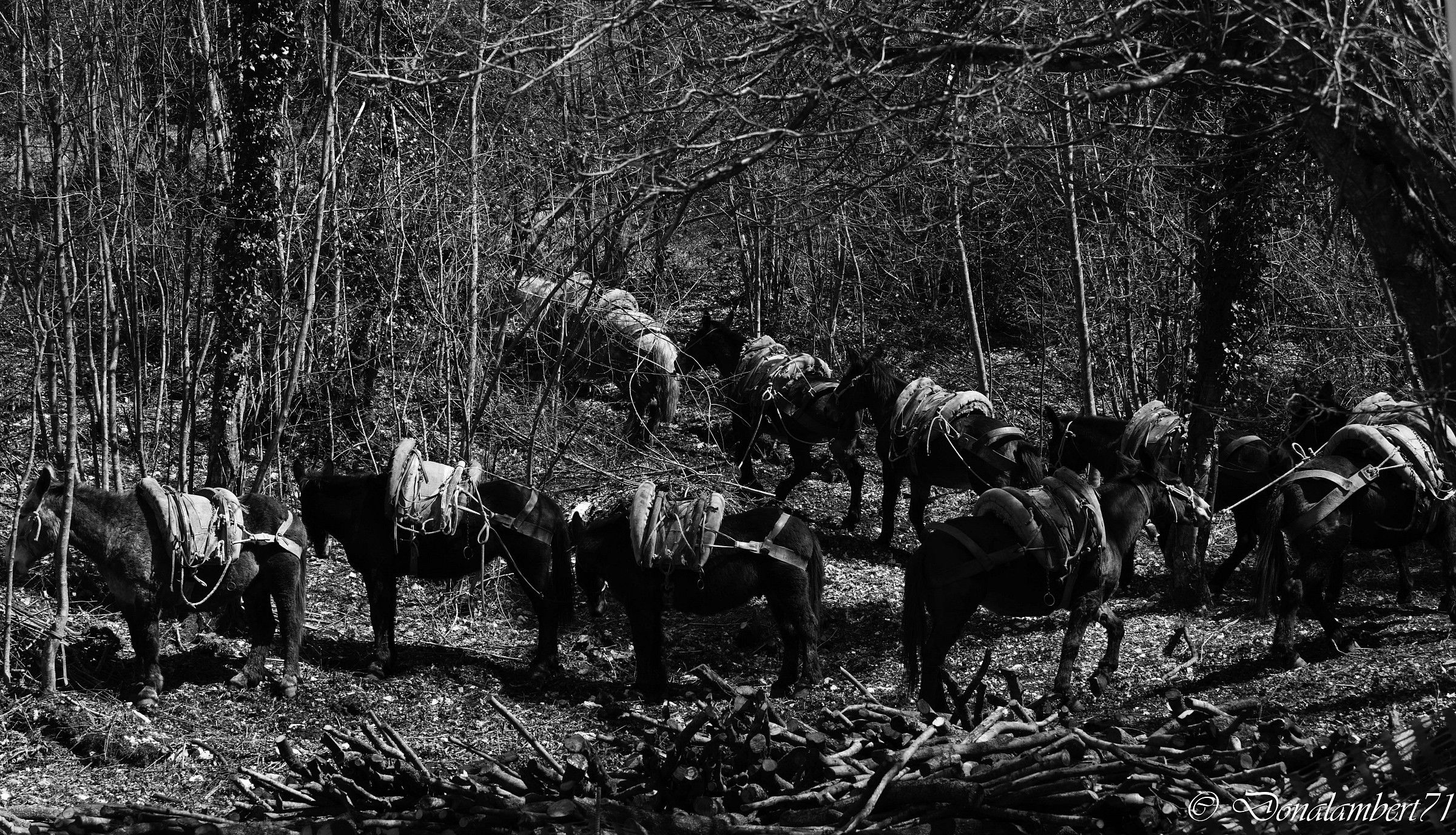 Mules for cargo timber in the woods !!!!