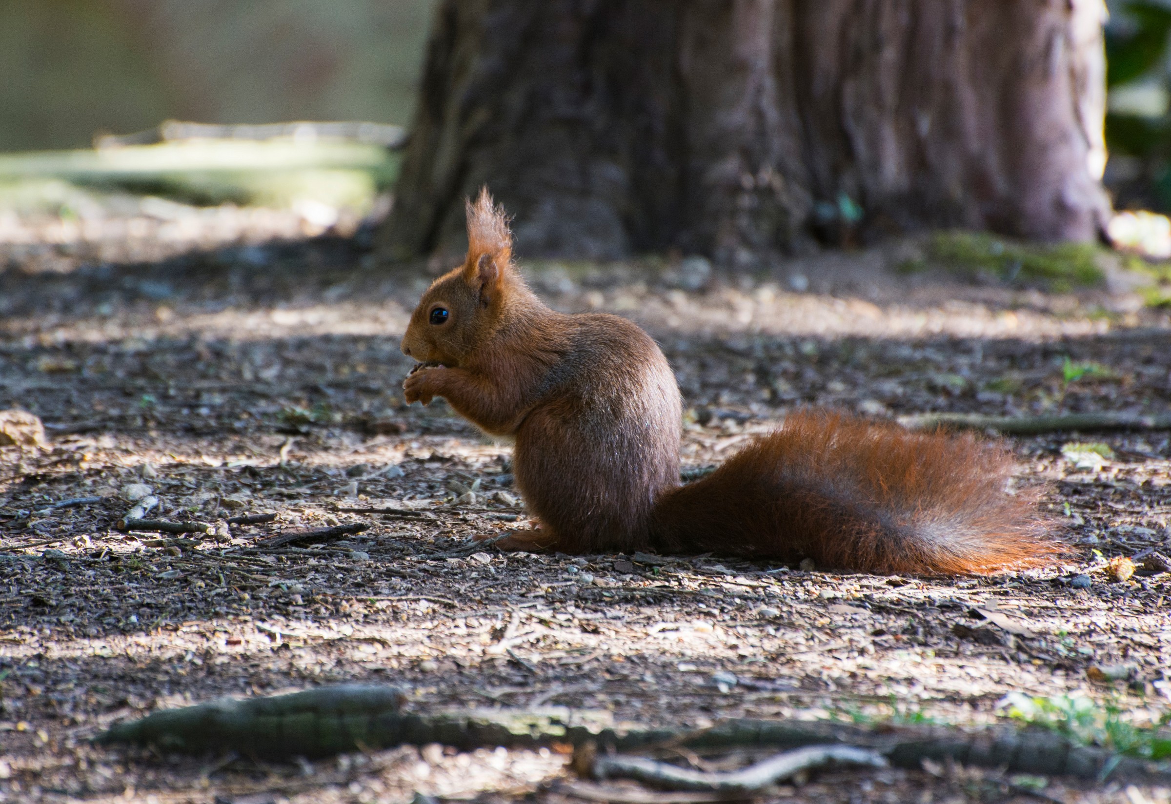 Spuntino di mezza mattina