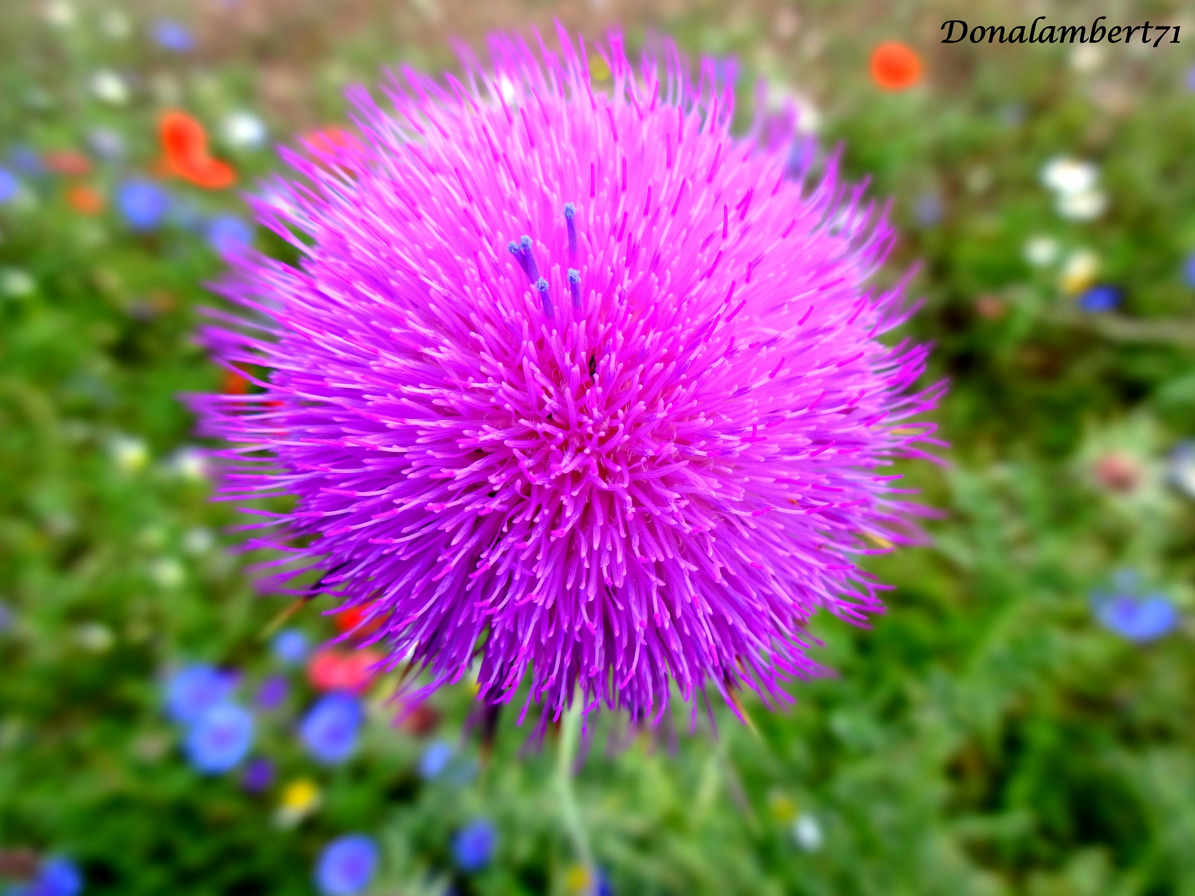 Explosion of color ... !!!