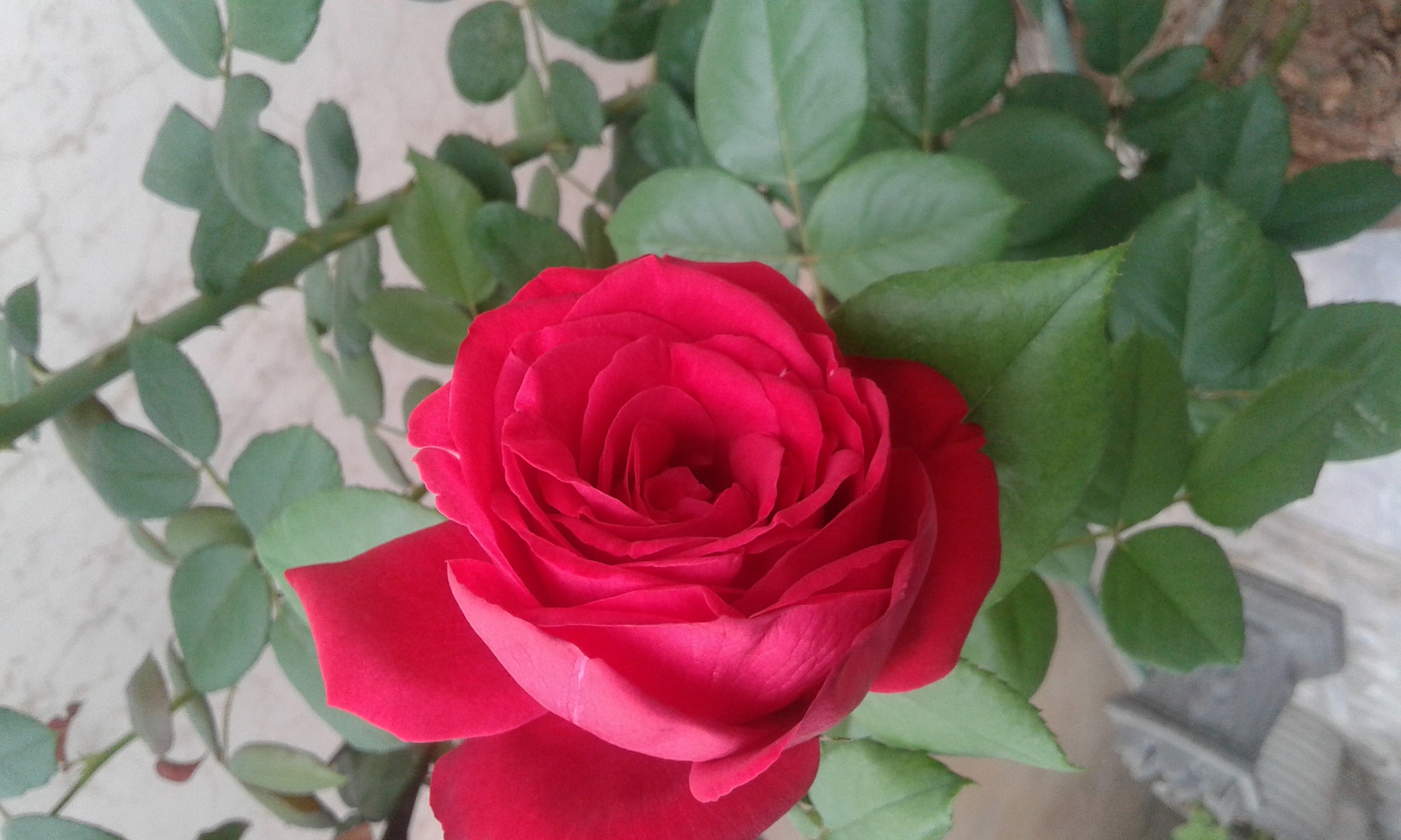beautiful rose
