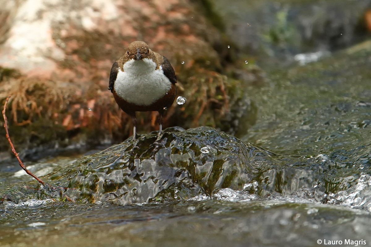 Dipper and the drops