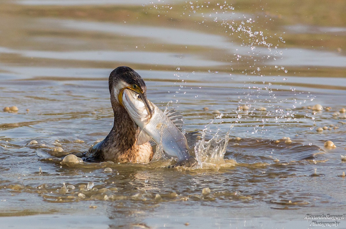 Cormorant vs Bass
