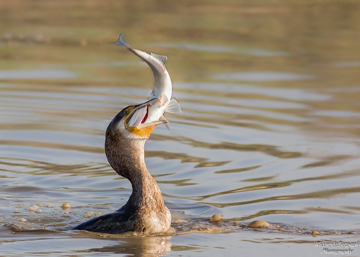 Cormorano vs Spigola