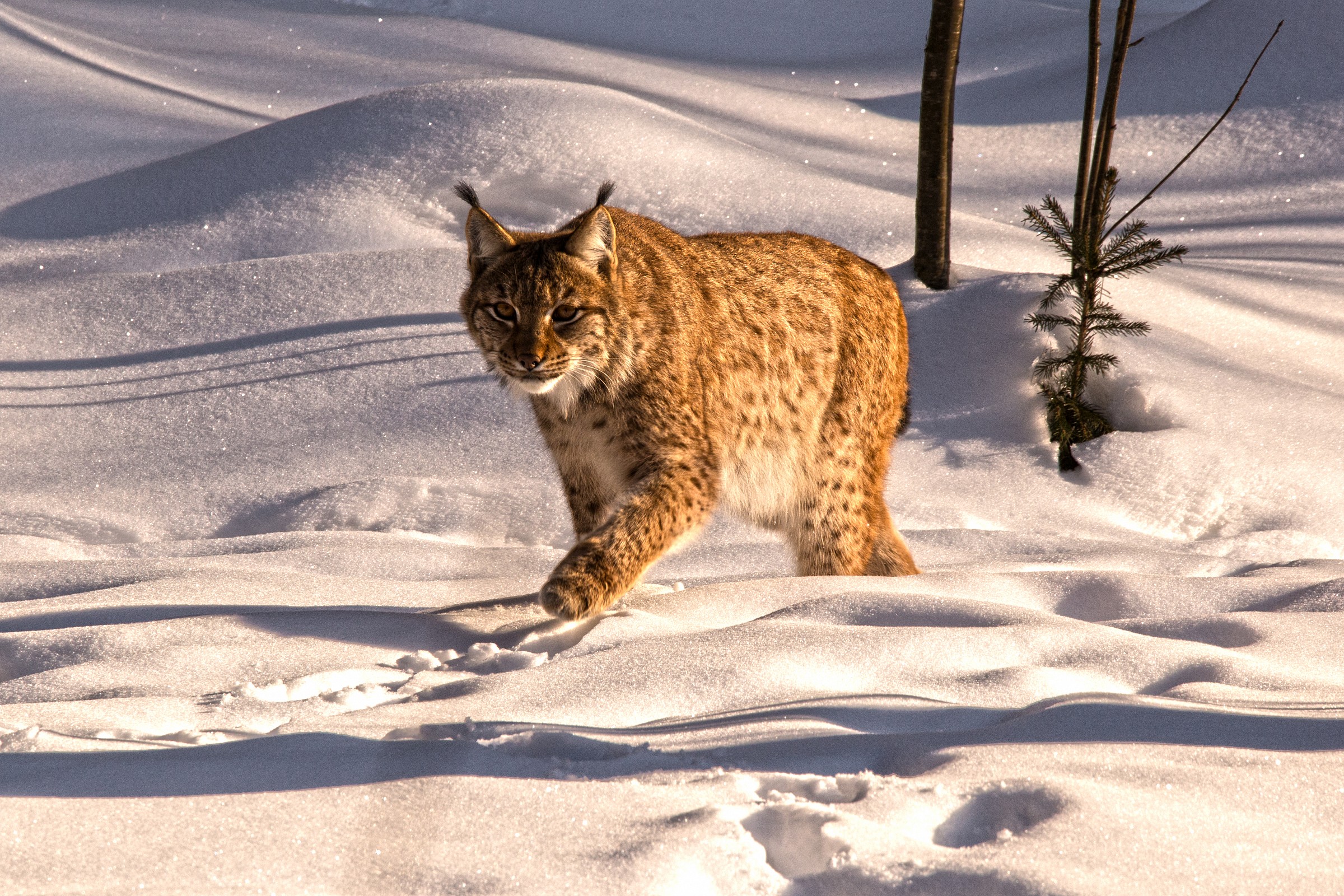 La lince perlustra il suo territorio
