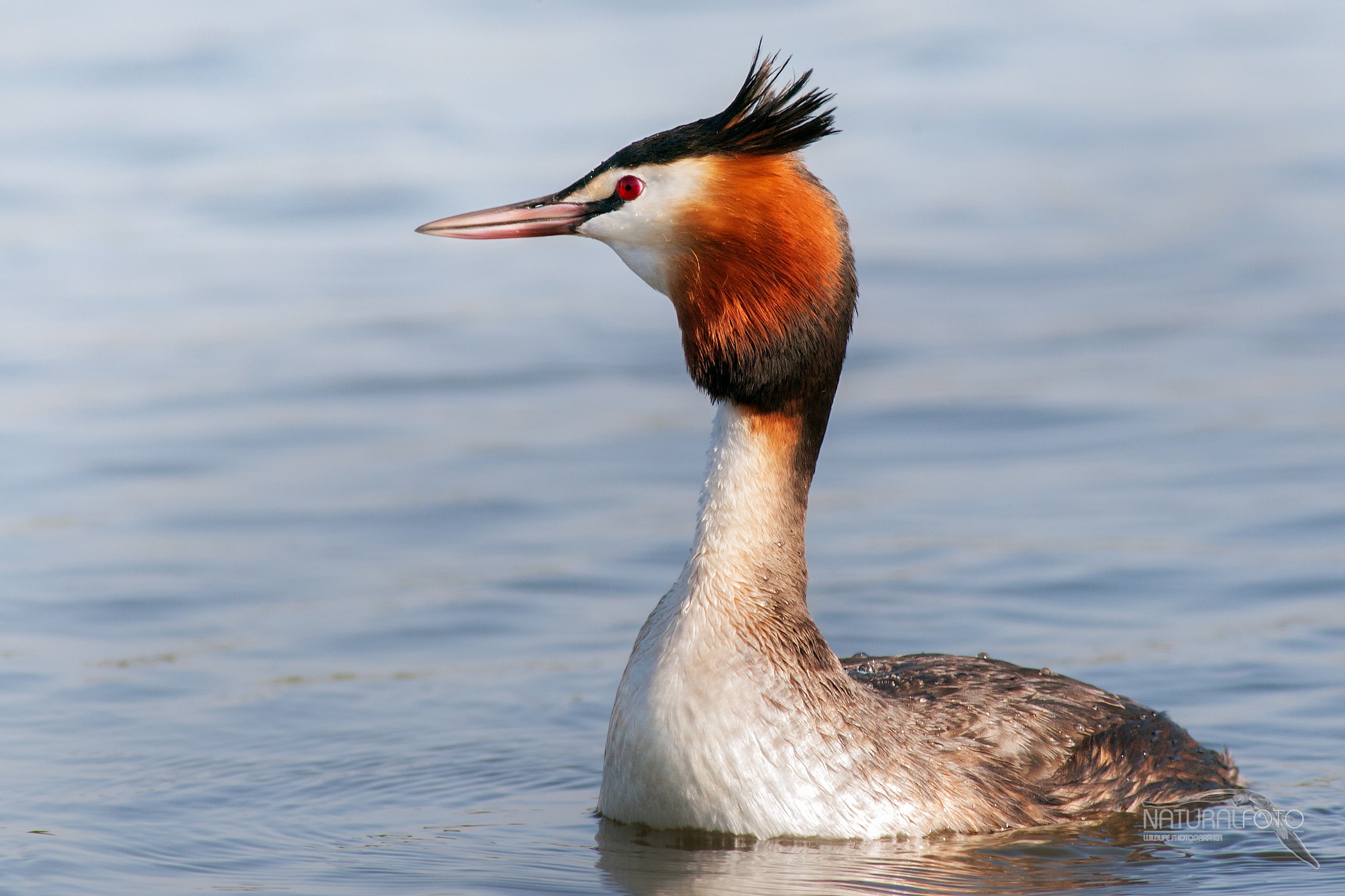 Great Crested Grebe
