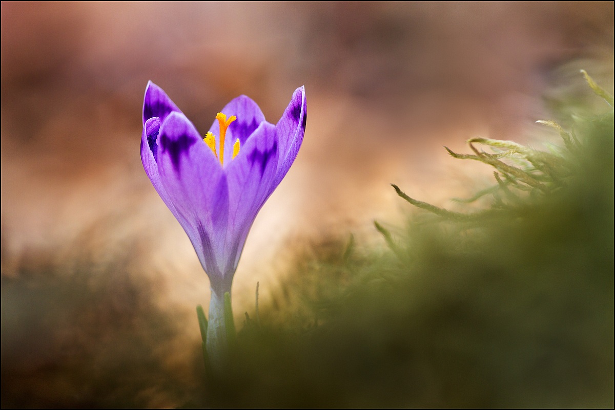 Crocus