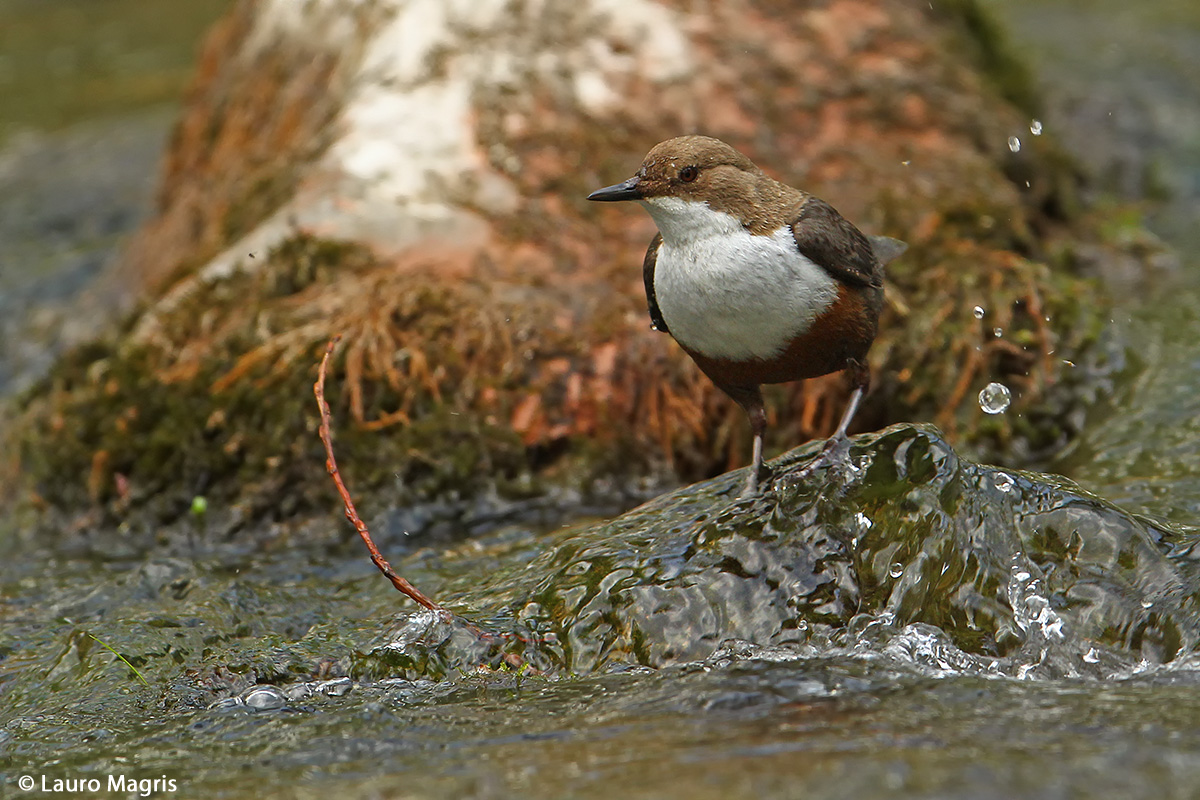 the Dipper and splashing water