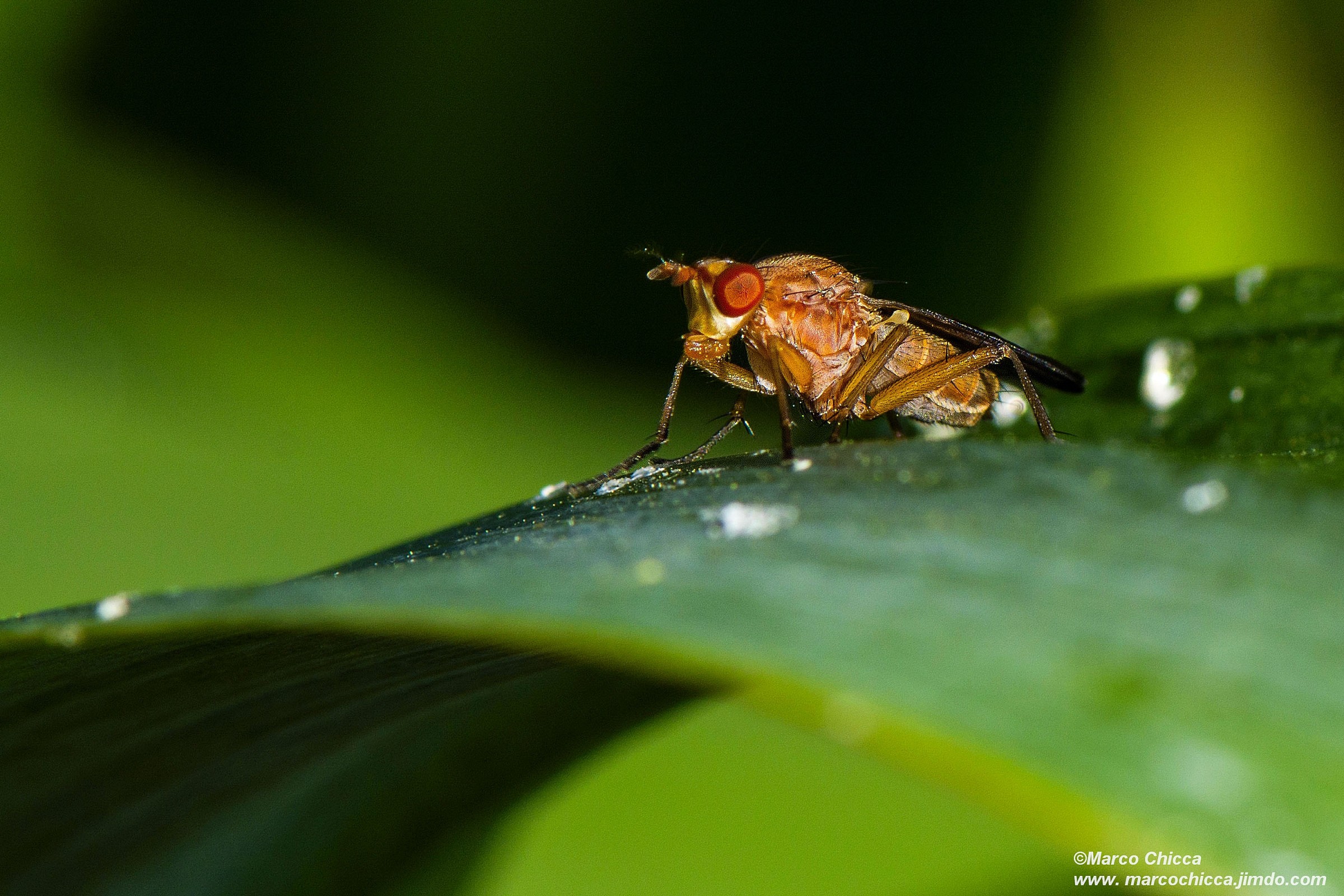 Scathophaga stercoraria
