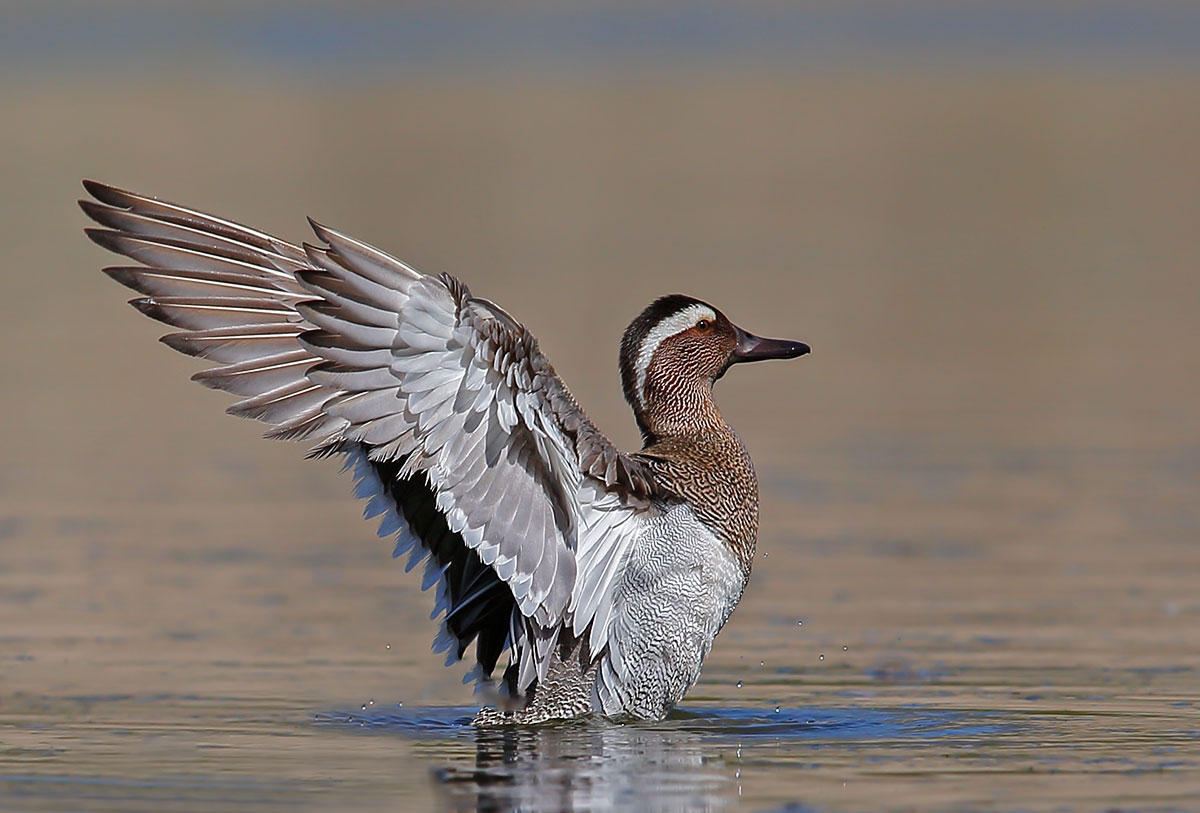 Garganey