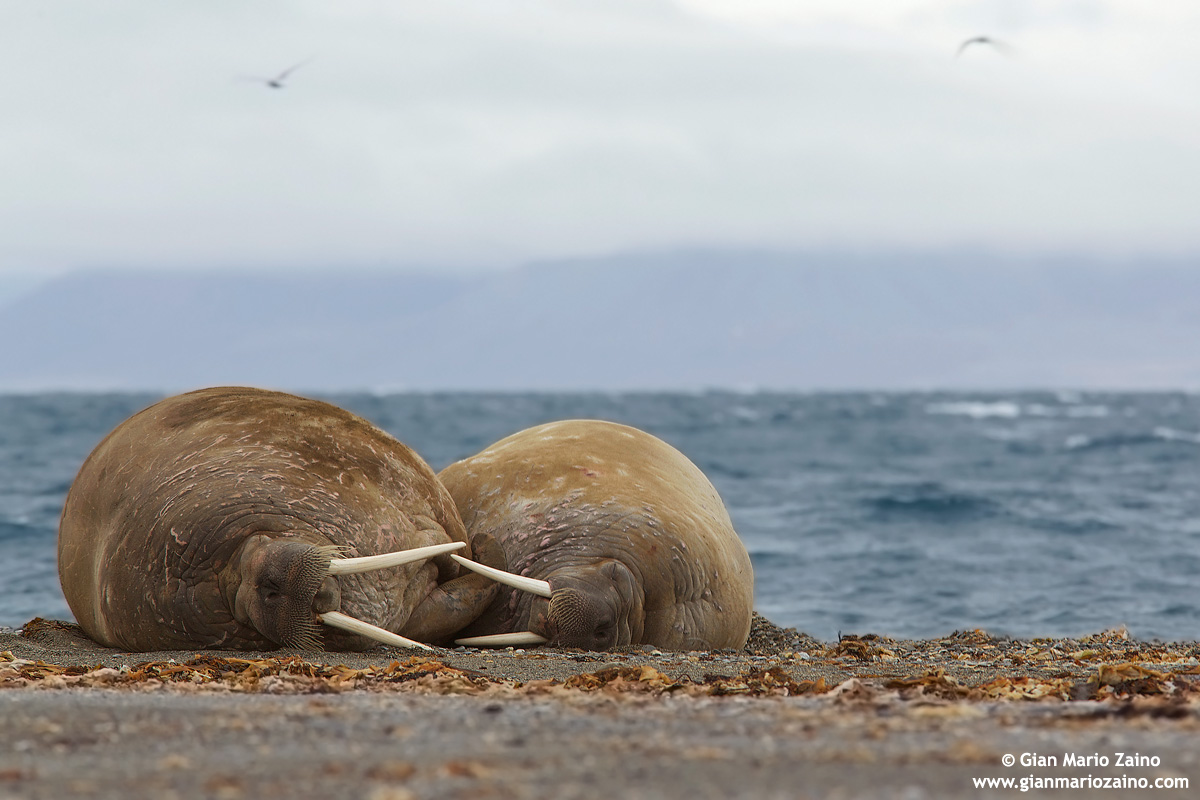 Odobenus rosmarus / Tricheco / Walrus / Morse