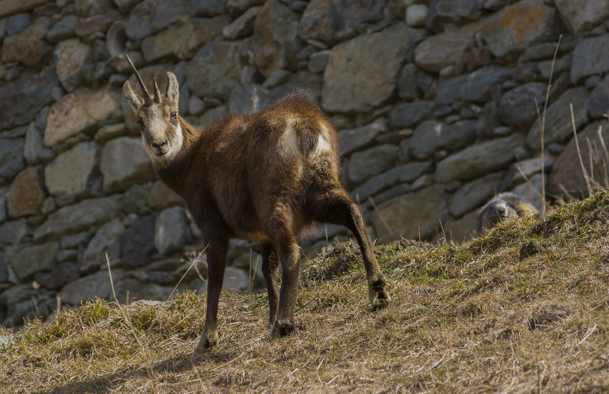 Chamois and marmot