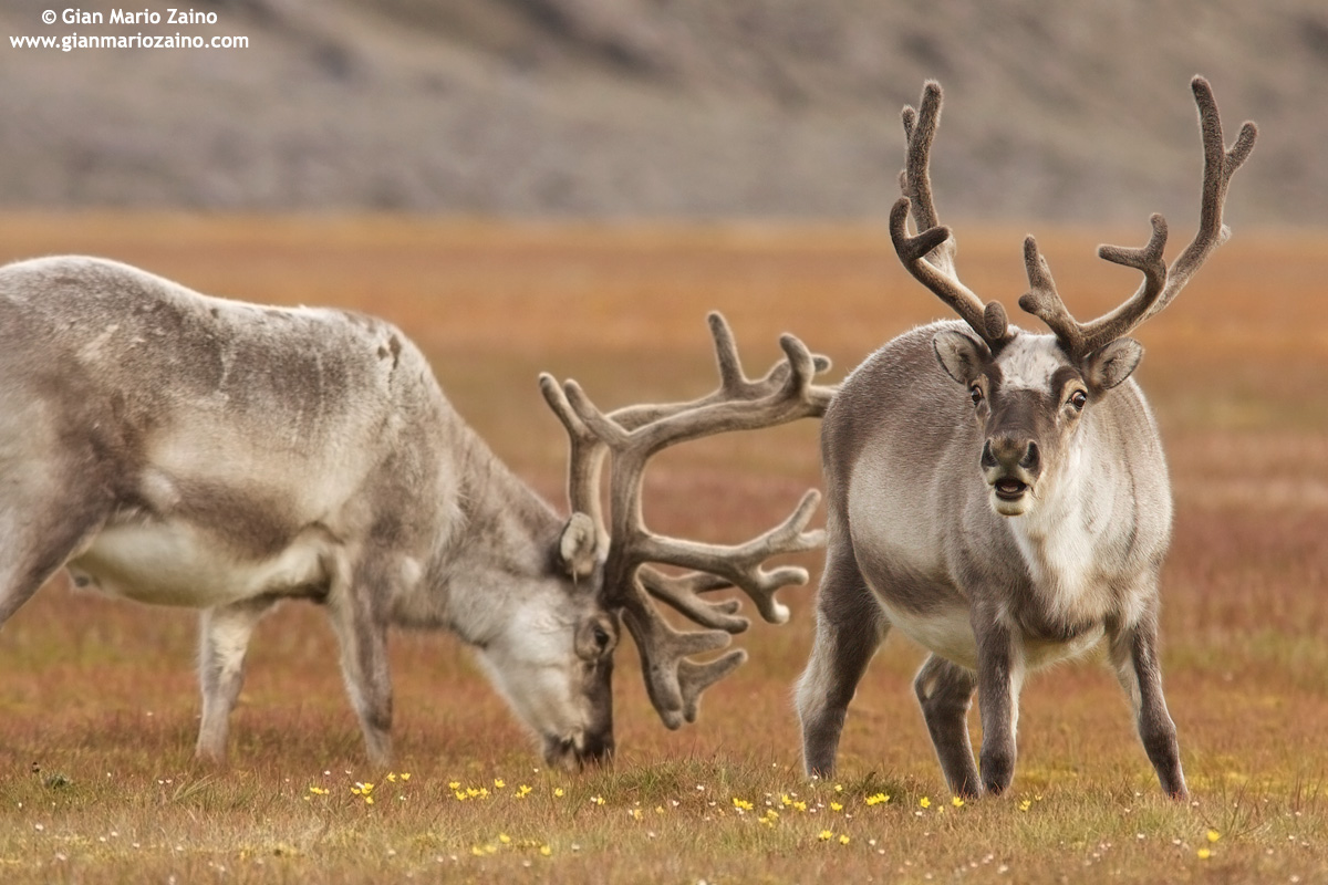 Rangifer tarandus platyrhynchus / Renna delle Svalbard