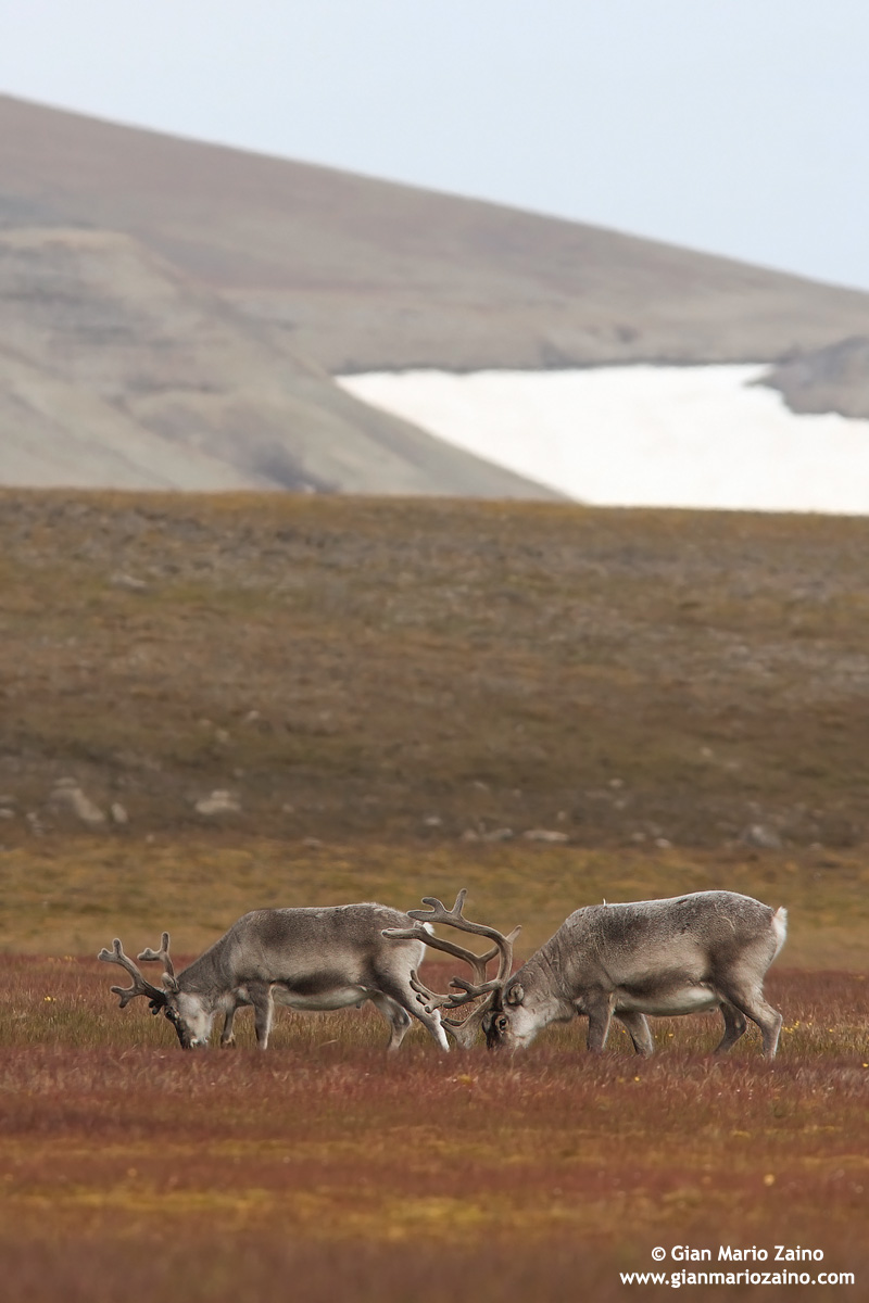 Wildlife - Norway, Svalbard 2010