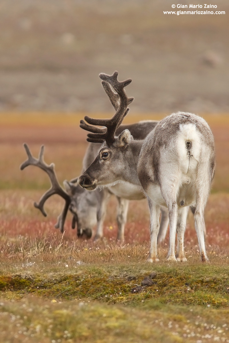 Rangifer tarandus platyrhynchus / Renna delle Svalbard