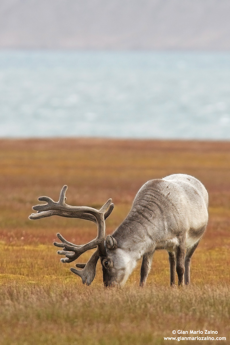 Rangifer tarandus platyrhynchus / Renna delle Svalbard