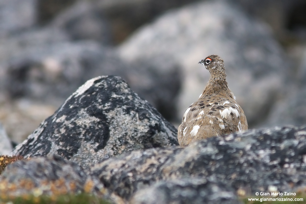Lagopus muta / Pernice bianca