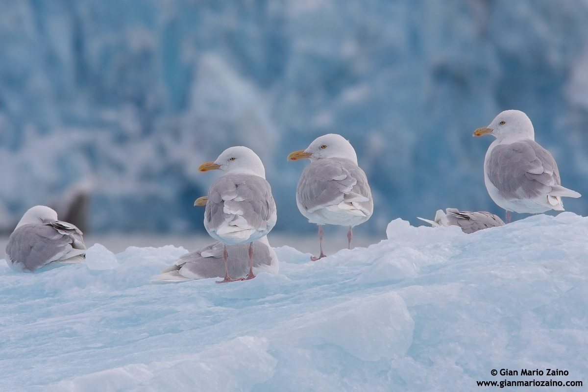 Larus hyperboreus / Gabbiano glauco