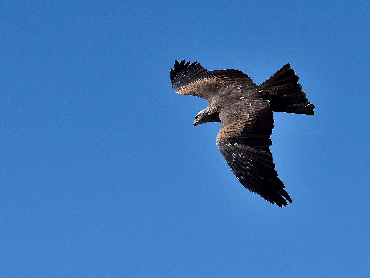 Steppe Buzzard