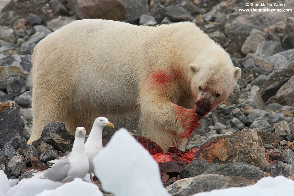 Wildlife - Norway, Svalbard 2010