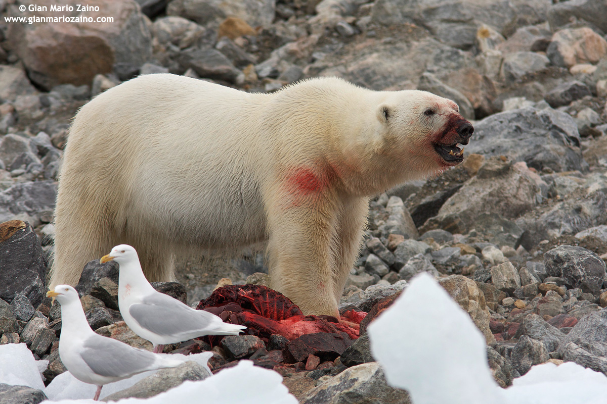 Wildlife - Norway, Svalbard 2010