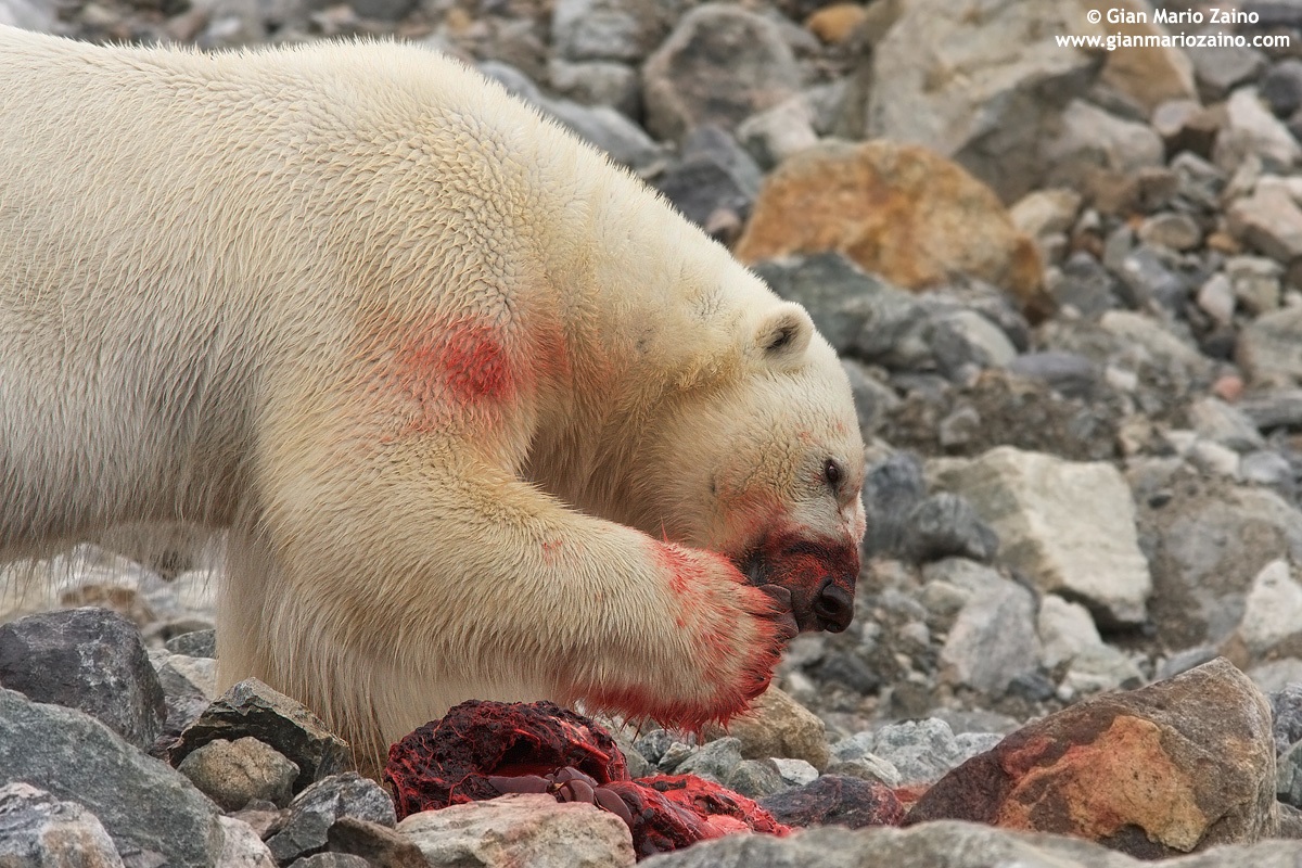 Ursus maritimus / Orso polare
