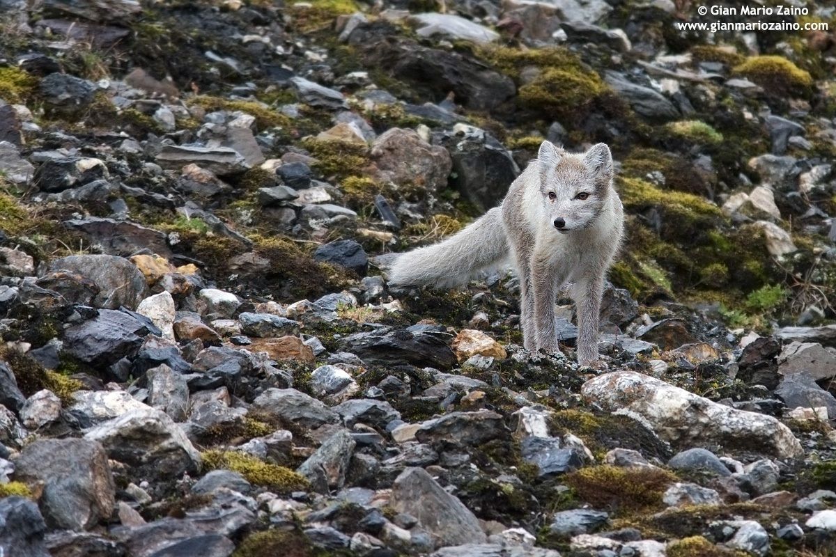 Alopex lagopus / Volpe artica