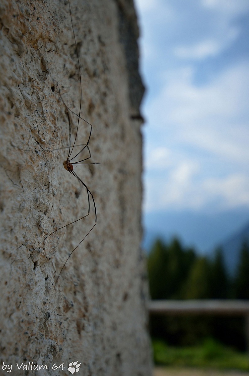 Spider Malga