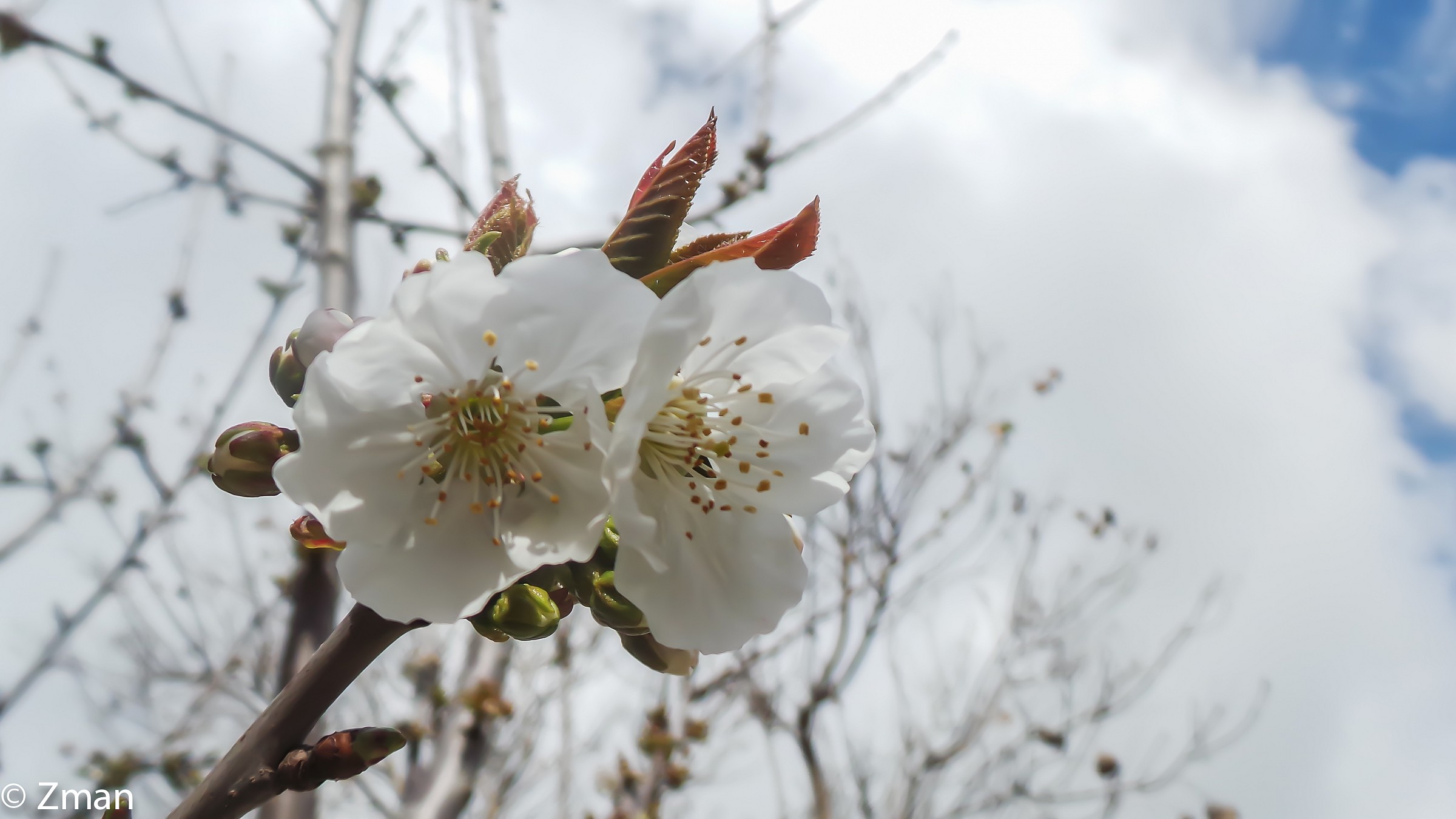Cherry Flower
