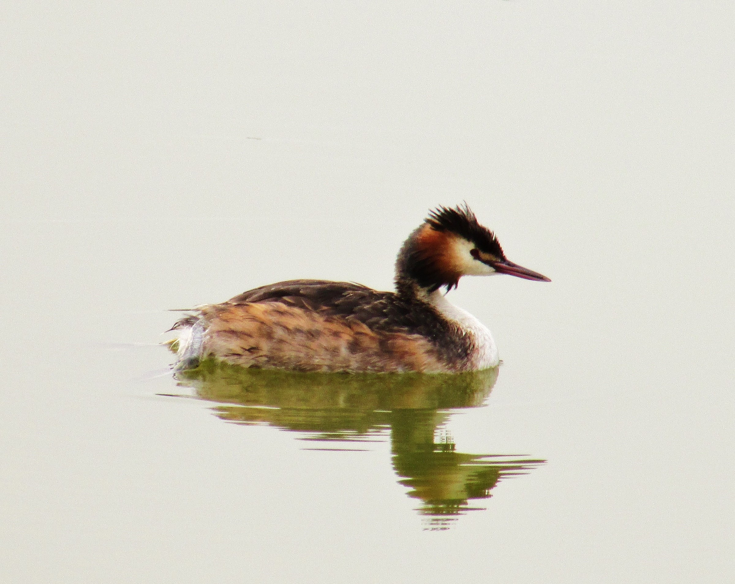Great Crested Grebe