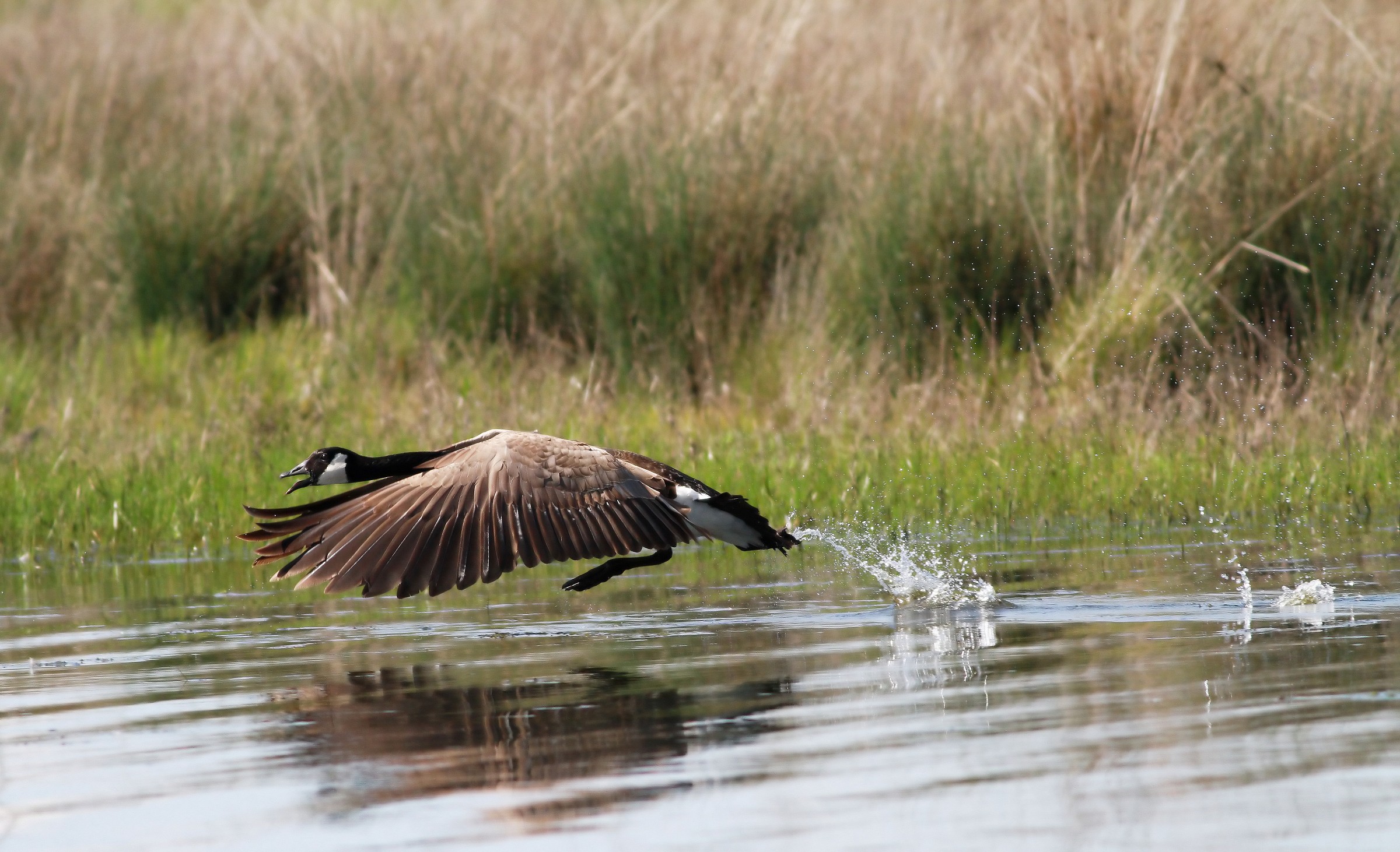 Not Without a Protest