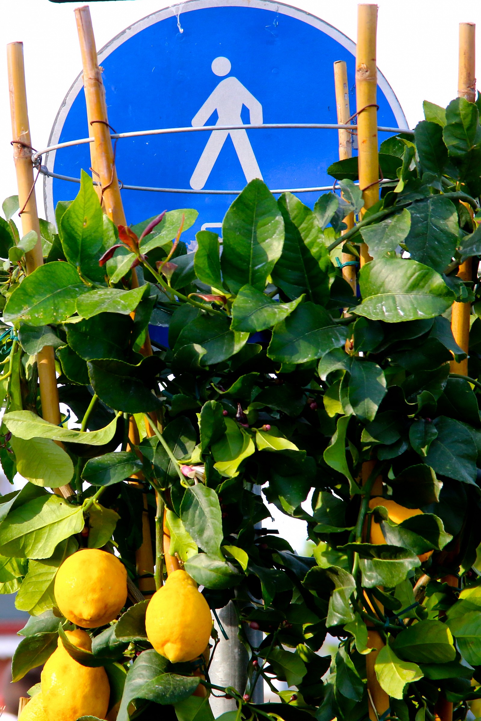 l'acrobata tra i limoni